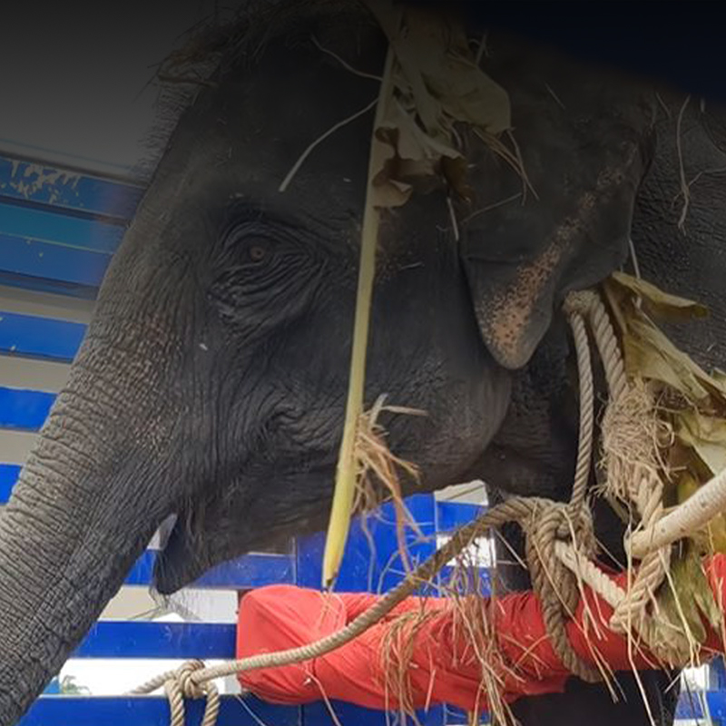 Unchained Docuseries - Elephant Welfare Docuseries By unchained elephants